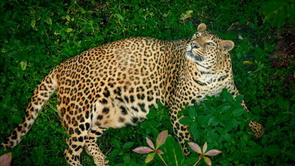 251001_MLRC_Akash_leopard_asha_enclosure_SOS05513 copy (2)