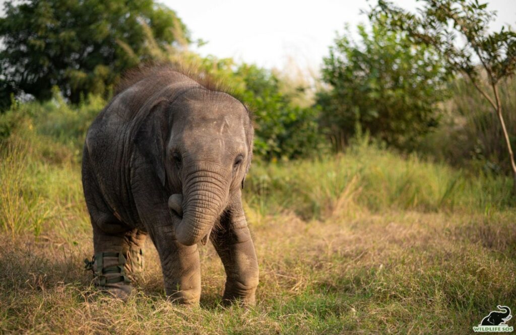 Bani's remarkable journey