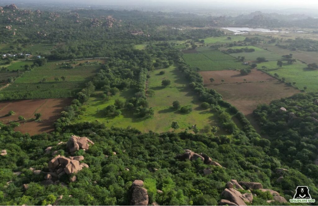 Reforestation at Ramdurga