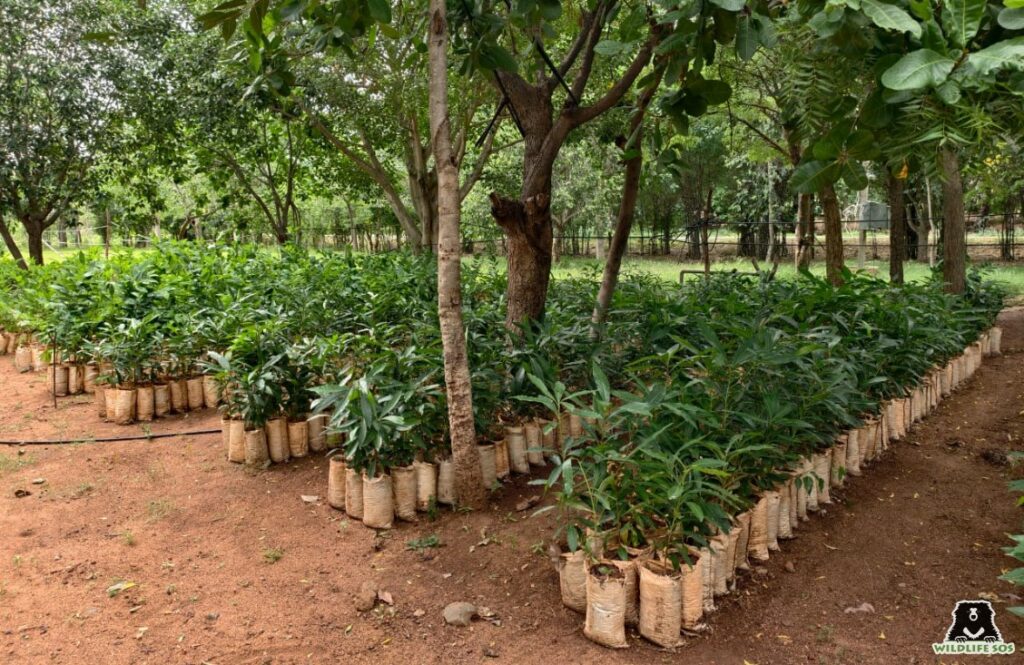 Plantation at Ramdurga