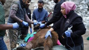 Q&A: Himalayan Brown Bears and garbage dump foraging
