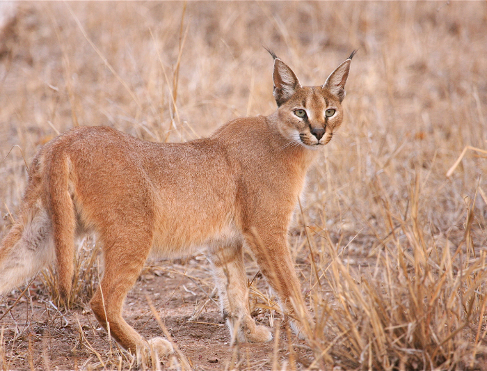A caracal photographed in it's natural habitat