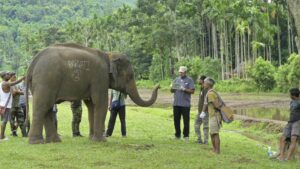 On the Road With Haathi Sewa: Caring For Assam & Meghalaya’s Elephants