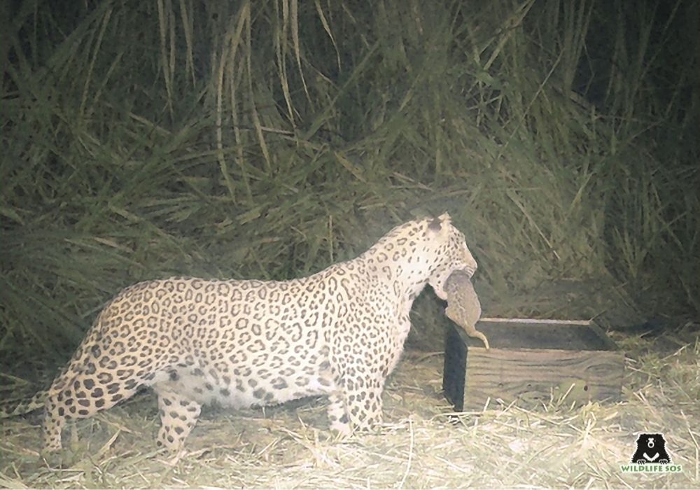 Female with cub Image 3