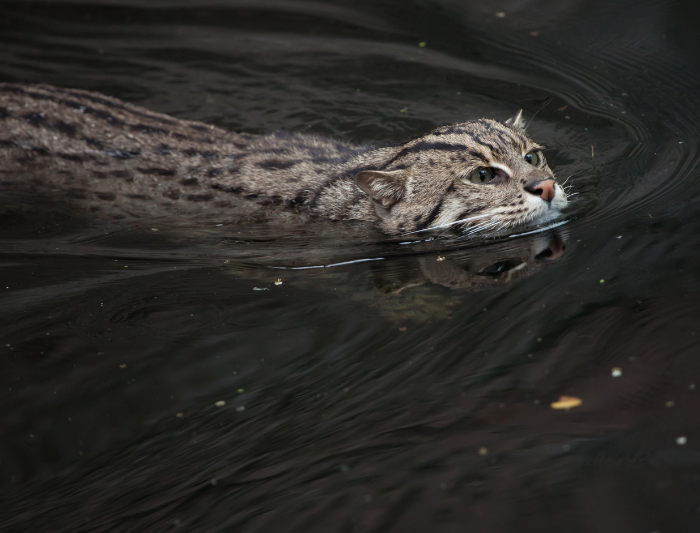 A fishing cat swimming in the water using its webbed toes