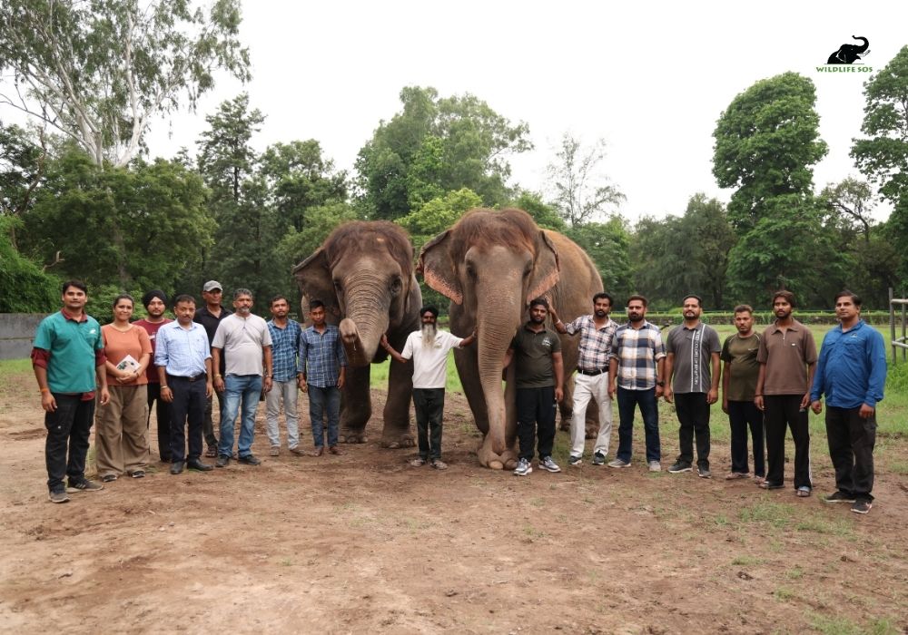 Haathi Sewa Blog (1)