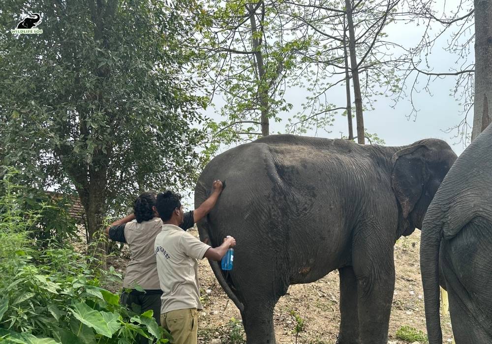 Haathi Sewa Meghalaya Assam 3