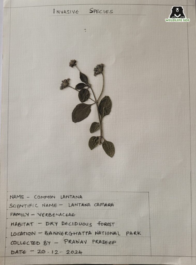 Herbarium specimen 