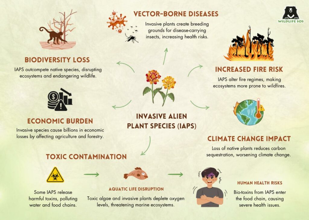 Infographic about the challenges that comes with Invasive plants