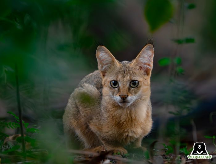 A jungle cat sitting in its natural habitat