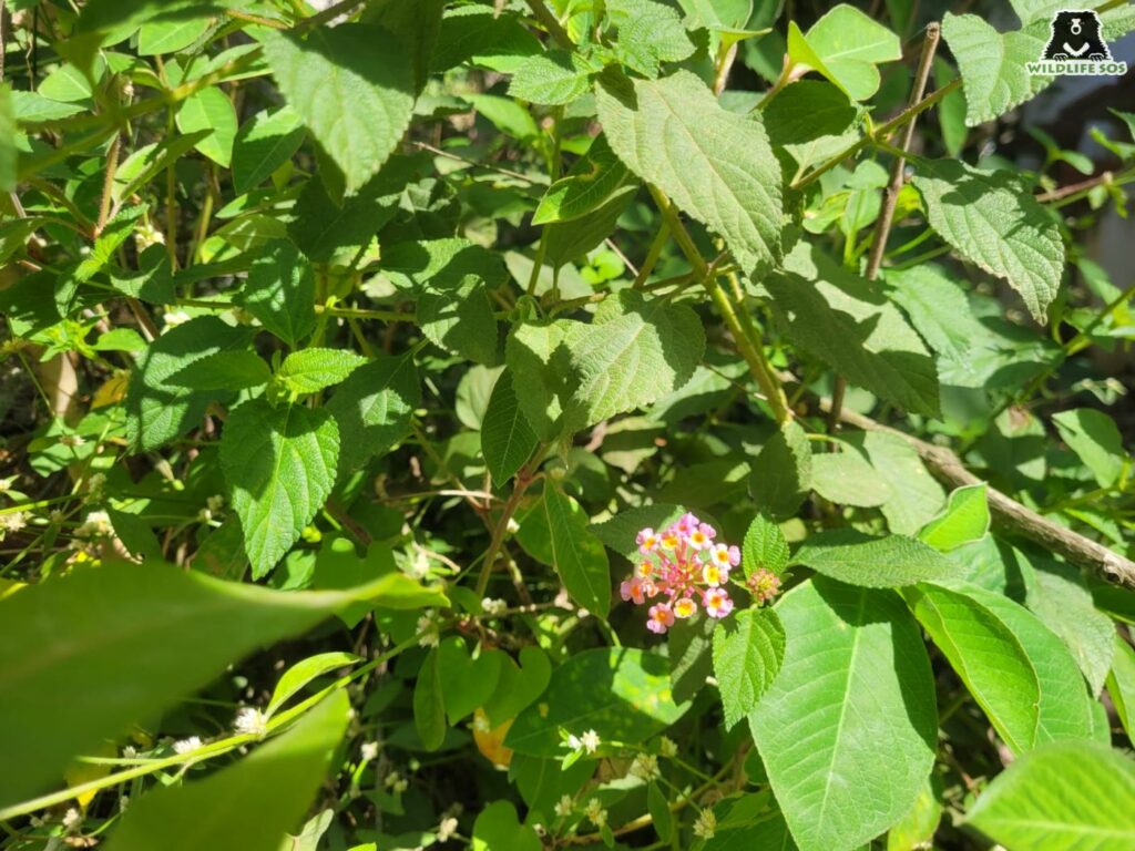 The most famous invasive species - lantana camara