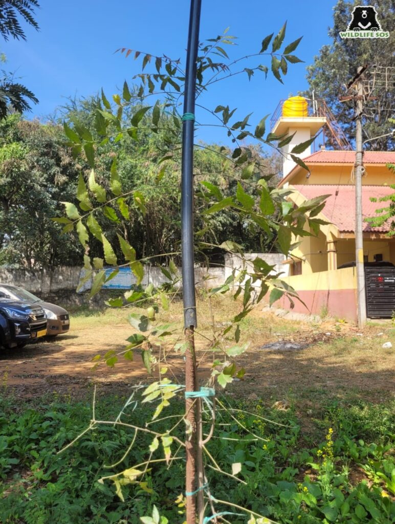 Neem is a native species to India