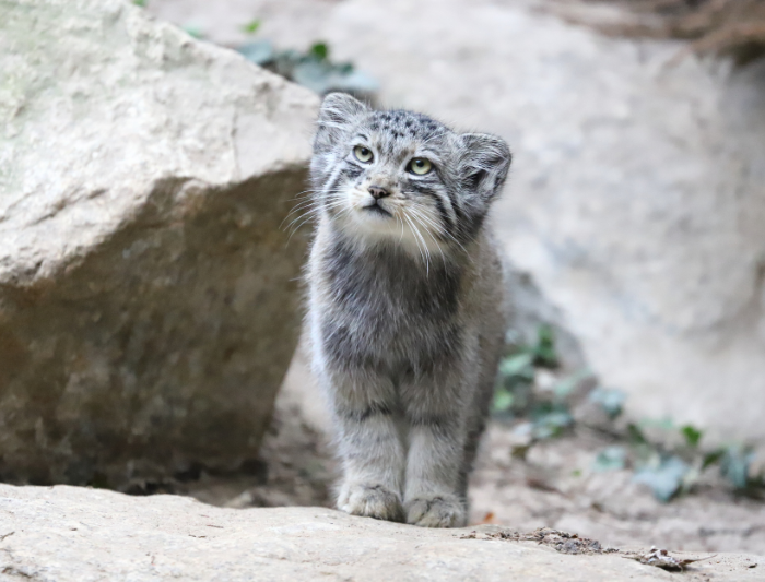 A Pallas's cat in it's natural habitat