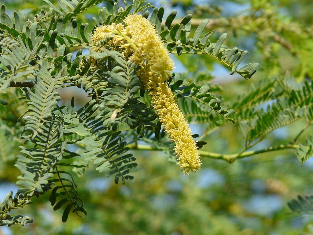 Prosopis Juliflora is among the top invasive plant