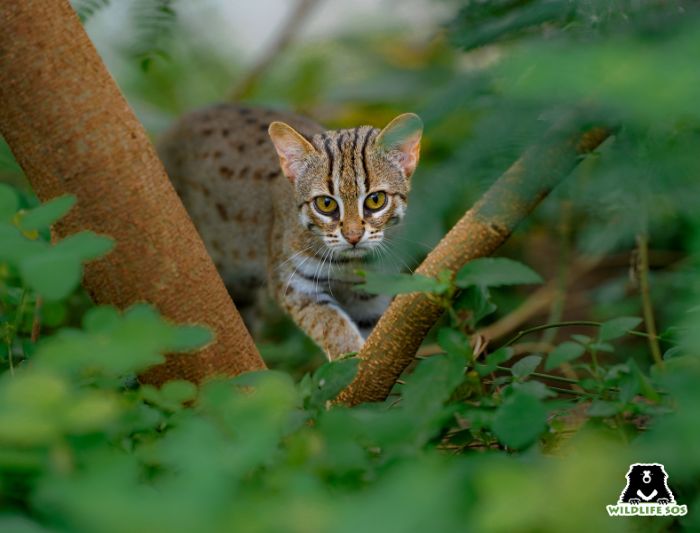A rusty-spotted cat spotted in its natural habitat