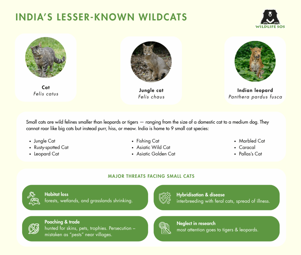 An infograhic depicting India's lesser known wild cats and major threas facing wild cats
