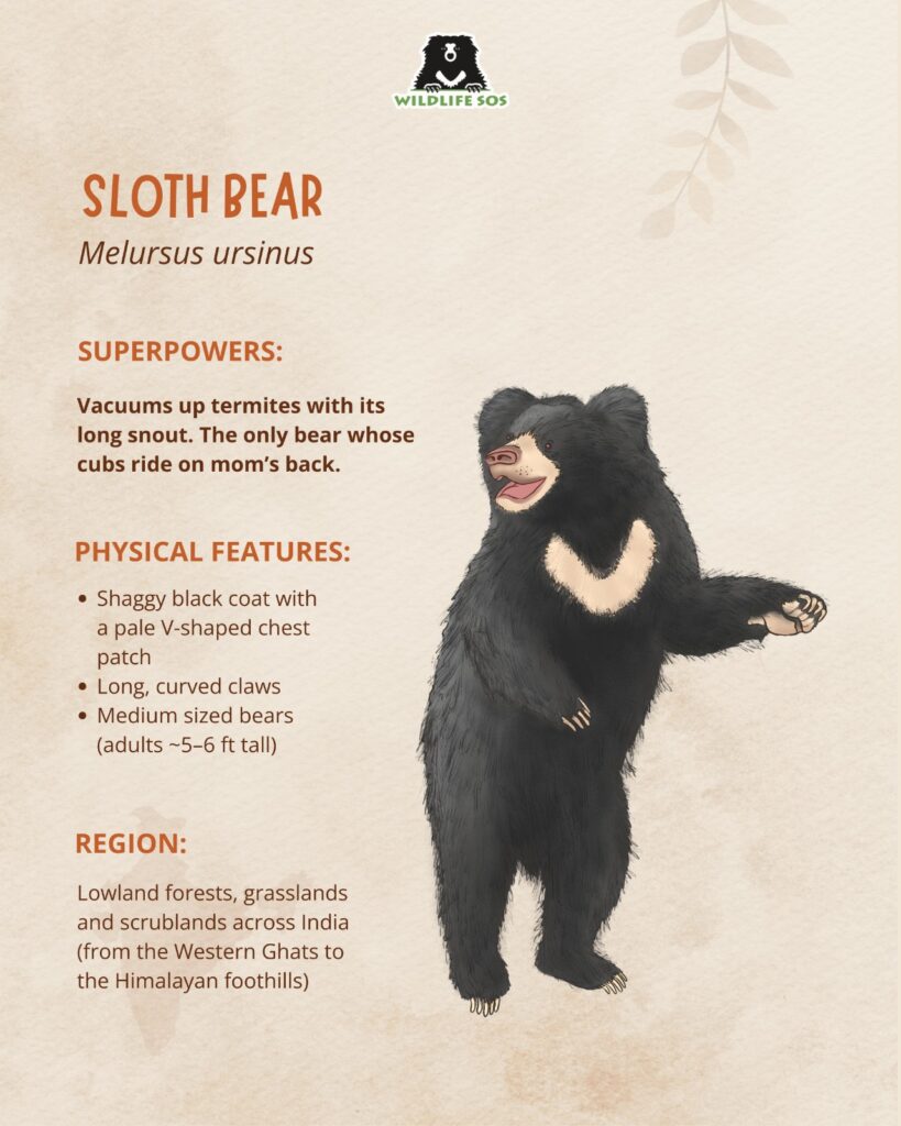 An infographic describing sloth bear's characteristics