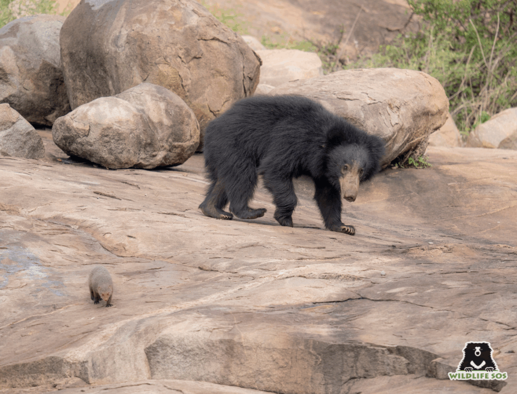 A sloth bear navigating its way in the wild