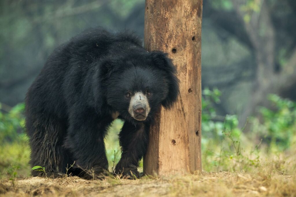 A rescued sloth bear at Agra Bear Rescue Facility (ABRF)