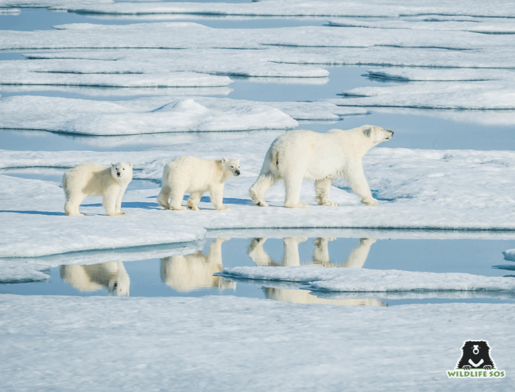 A polar bear walking with its cubs in the Arctic