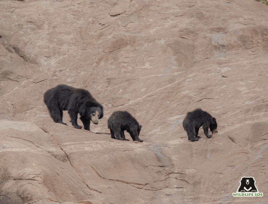 A family of sloth bear walking through the wild rocky terrain