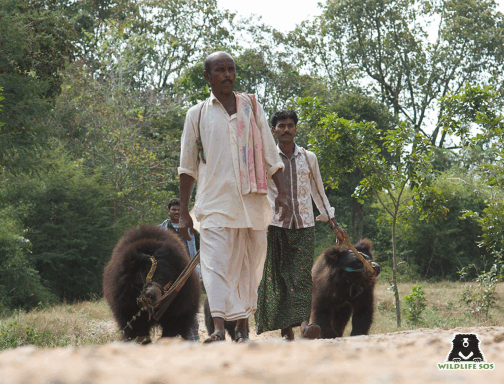 A Kalandar family walking with sloth bears practicing the dancing bear trade