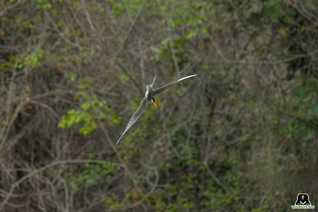 River tern at BBRC