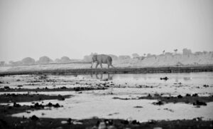 Wildlife SOS & Sustainable Development Goals: A Partnership Of People, Planet & Wildlife