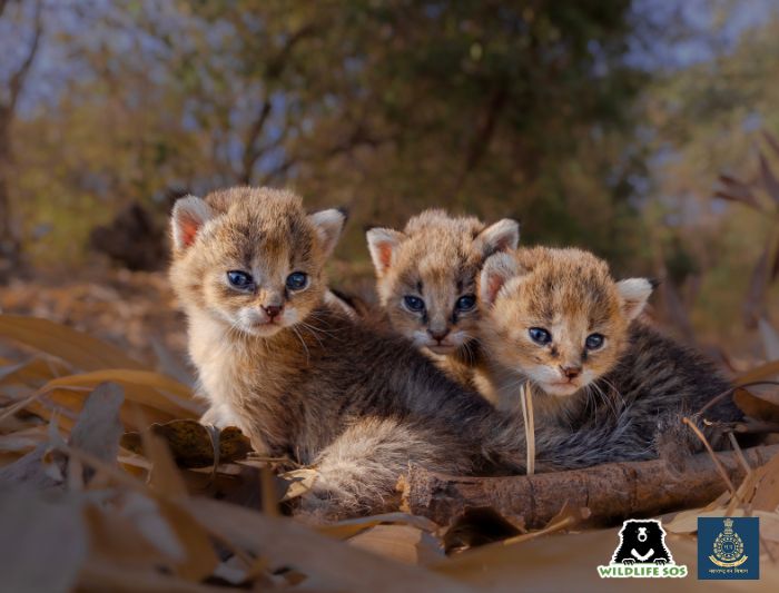 Four orphaned jungle kittens photographed before releasing them in their natural habitat