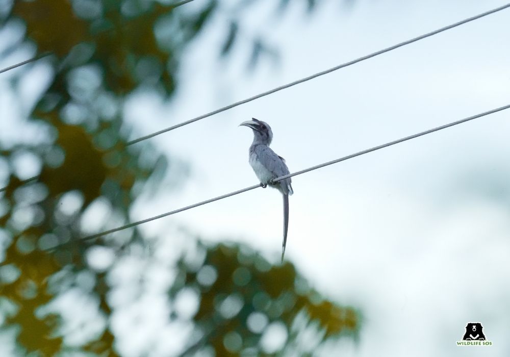 20240102_BBRC_HEMANT_Indian grey hornbill_BIRD Grey Hornbill 3
