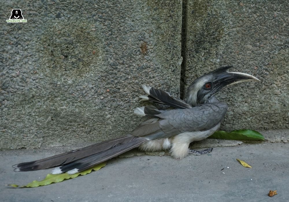 241024_Delhi_Kunal malhotra_Bird_Indian Grey Hornbill3 Grey Hornbill 4