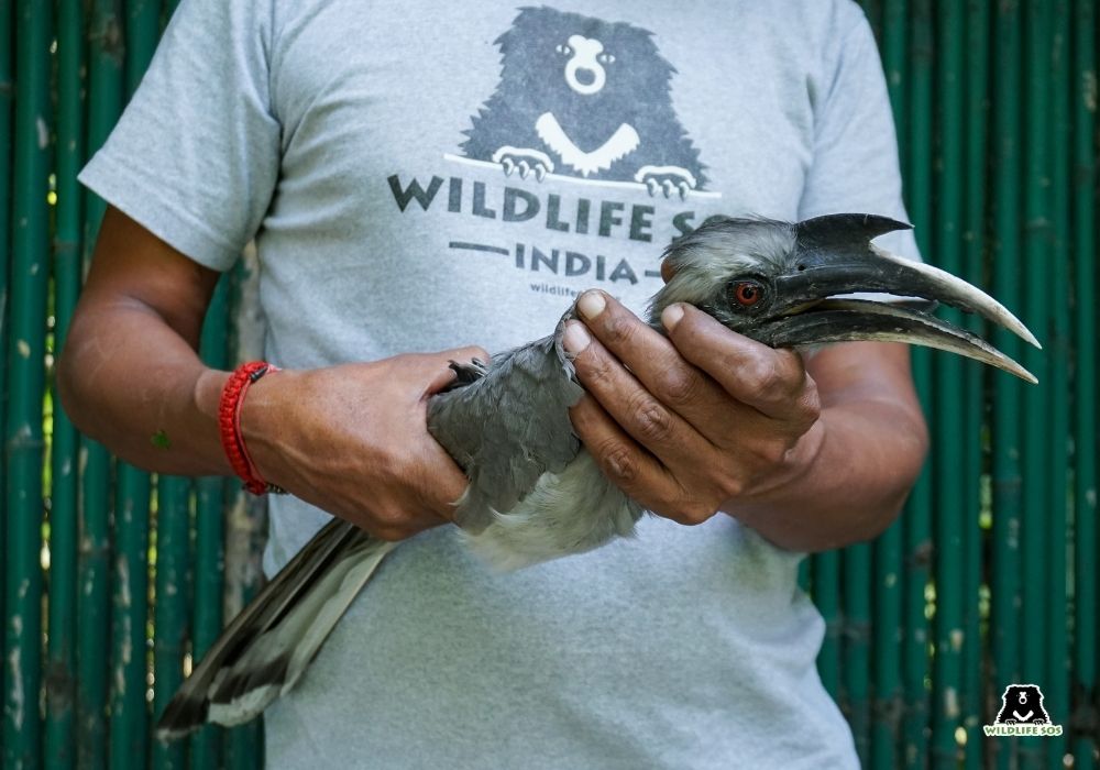241024_Delhi_Kunal malhotra_Bird_Indian Grey Hornbill6 Grey Hornbill 5