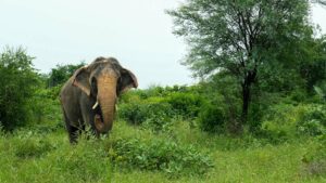 From Collapse To Comeback: Manu’s Journey & What It Teaches Us About Care