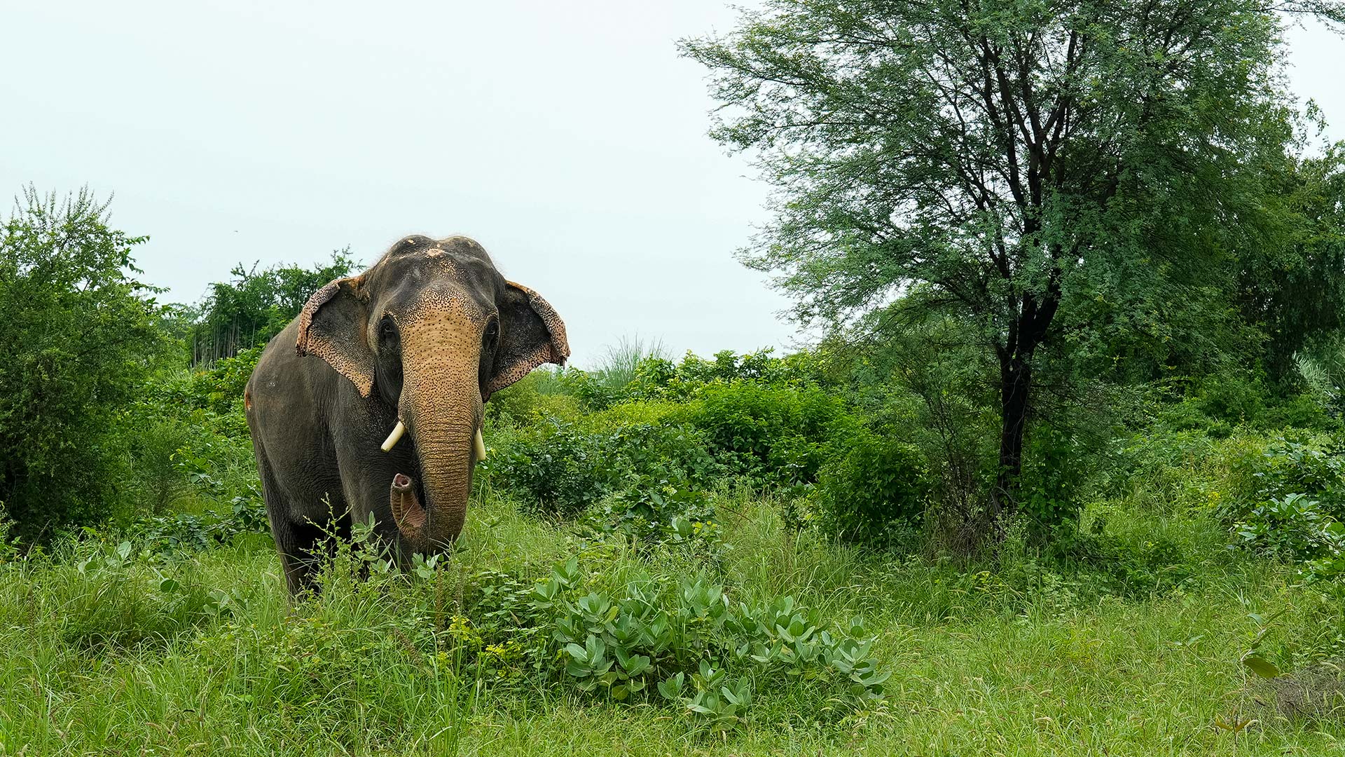 From Collapse To Comeback: Manu’s Journey & What It Teaches Us About Care