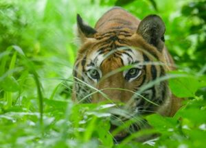 Into the Wild: safari experience in india