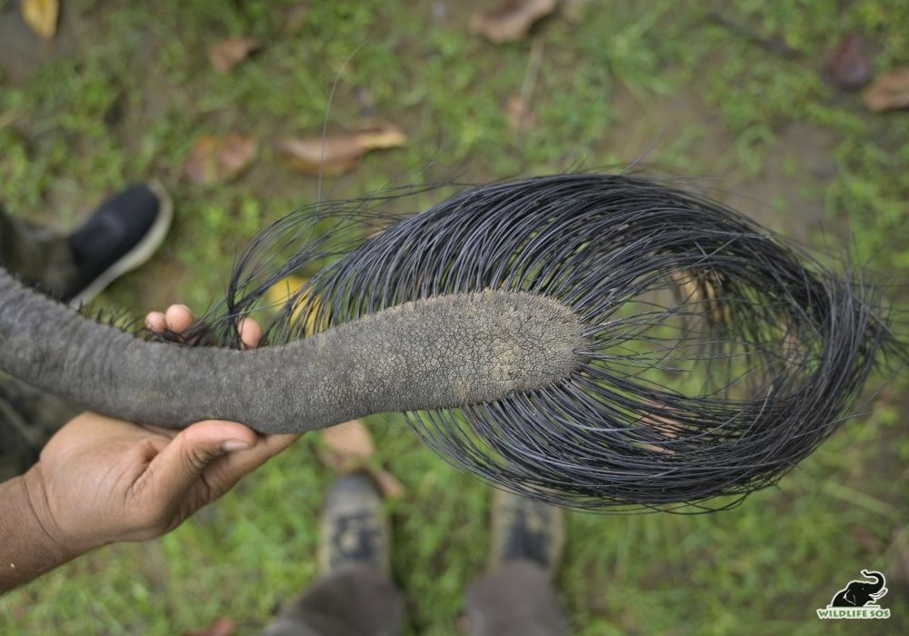 250928_MADHYA PRADESH_ATHARVA PACHARNE_ELEPHANT_GENERAL TIMAIYA_HEALTH ASSESMENT_HAATI SEVA PENCH TIGER RESERVE_12_Image 4