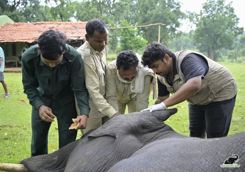 250928_MADHYA PRADESH_ATHARVA PACHARNE_ELEPHANT_GENERAL TIMAIYA_HEALTH ASSESMENT_HAATI SEVA PENCH TIGER RESERVE_16_Image 6