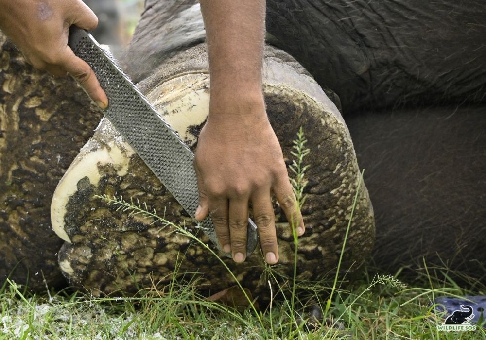250928_MADHYA PRADESH_ATHARVA PACHARNE_ELEPHANT_MARUTI_HEALTH ASSESMENT_HAATI SEVA PENCH TIGER RESERVE_119_Image 5