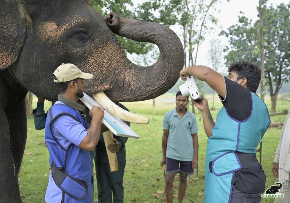 250928_MADHYA PRADESH_ATHARVA PACHARNE_ELEPHANT_MARUTI_HEALTH ASSESMENT_HAATI SEVA PENCH TIGER RESERVE_183_Image 3