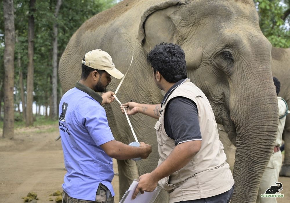 250928_MADHYA PRADESH_ATHARVA PACHARNE_ELEPHANT_SARAWATI_HEALTH ASSESMENT_HAATI SEVA PENCH TIGER RESERVE_17_Image 1