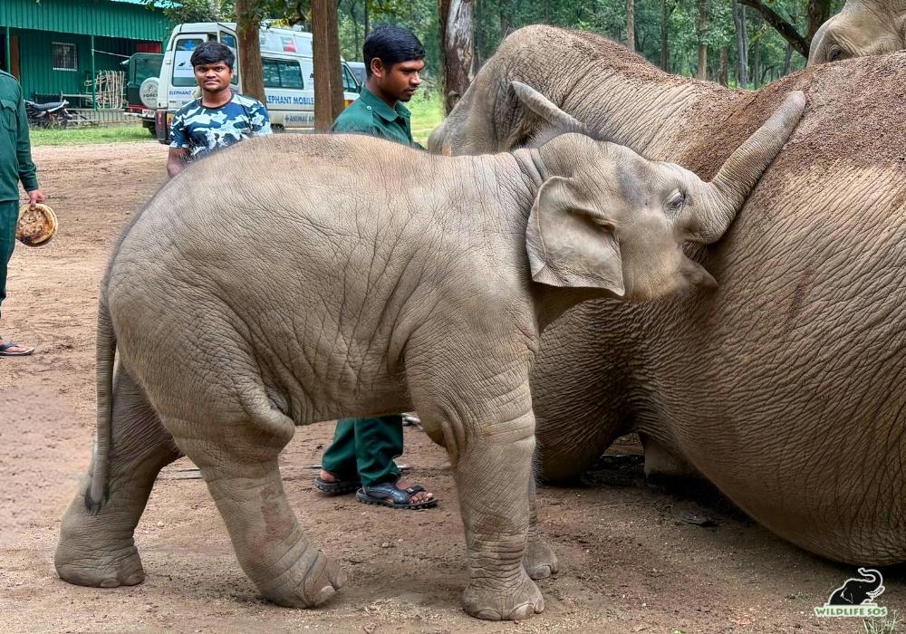 250928_MADHYA PRADESH_ATHARVA PACHARNE_ELEPHANT_SHARON_HEALTH ASSESMENT_HAATI SEVA PENCH TIGER RESERVE_2_Image 2
