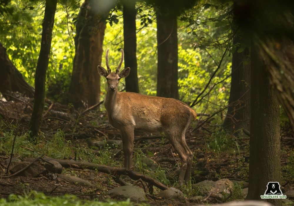 Akash Dolas_j&k_hangul_rare sighting_endengered