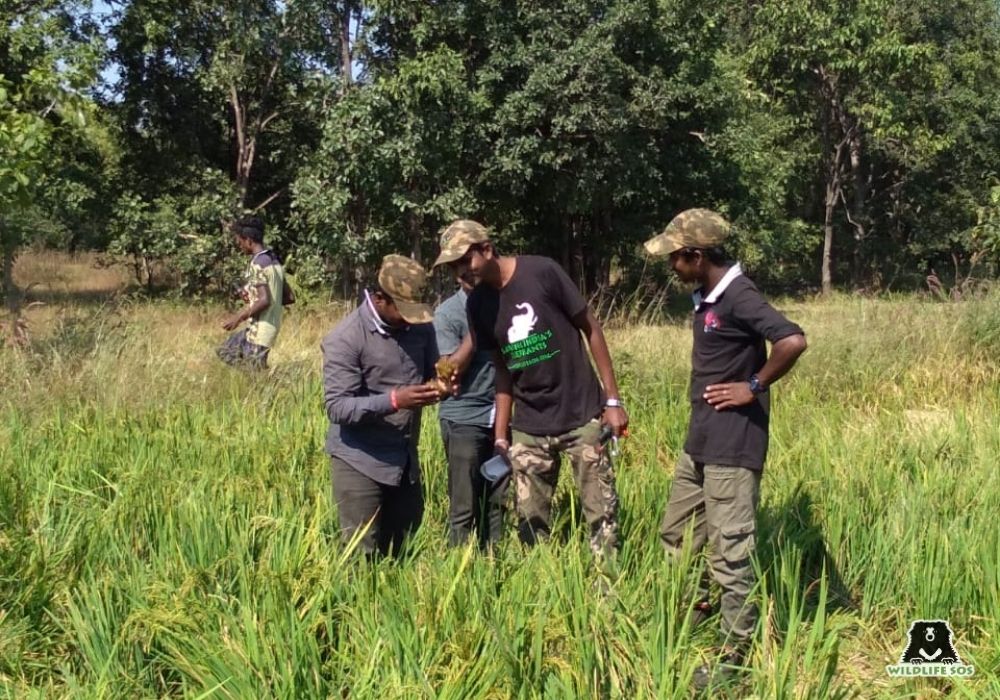 Chhattisgarh Crop Damage