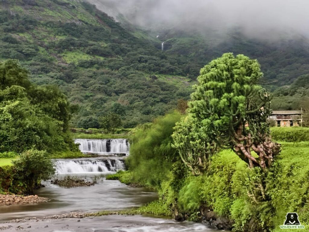 Deciduous forest and their strength with ground water