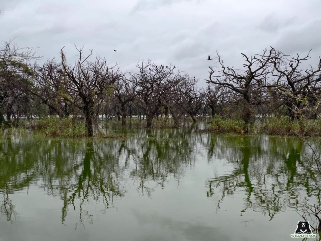 Deciduous Forest near the lake