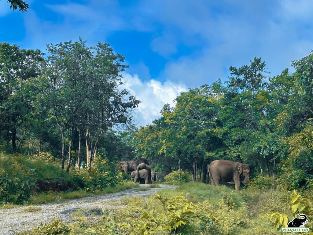 Elephants roaming in their natural habitat