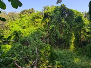 The Magical World Of Deciduous Forests