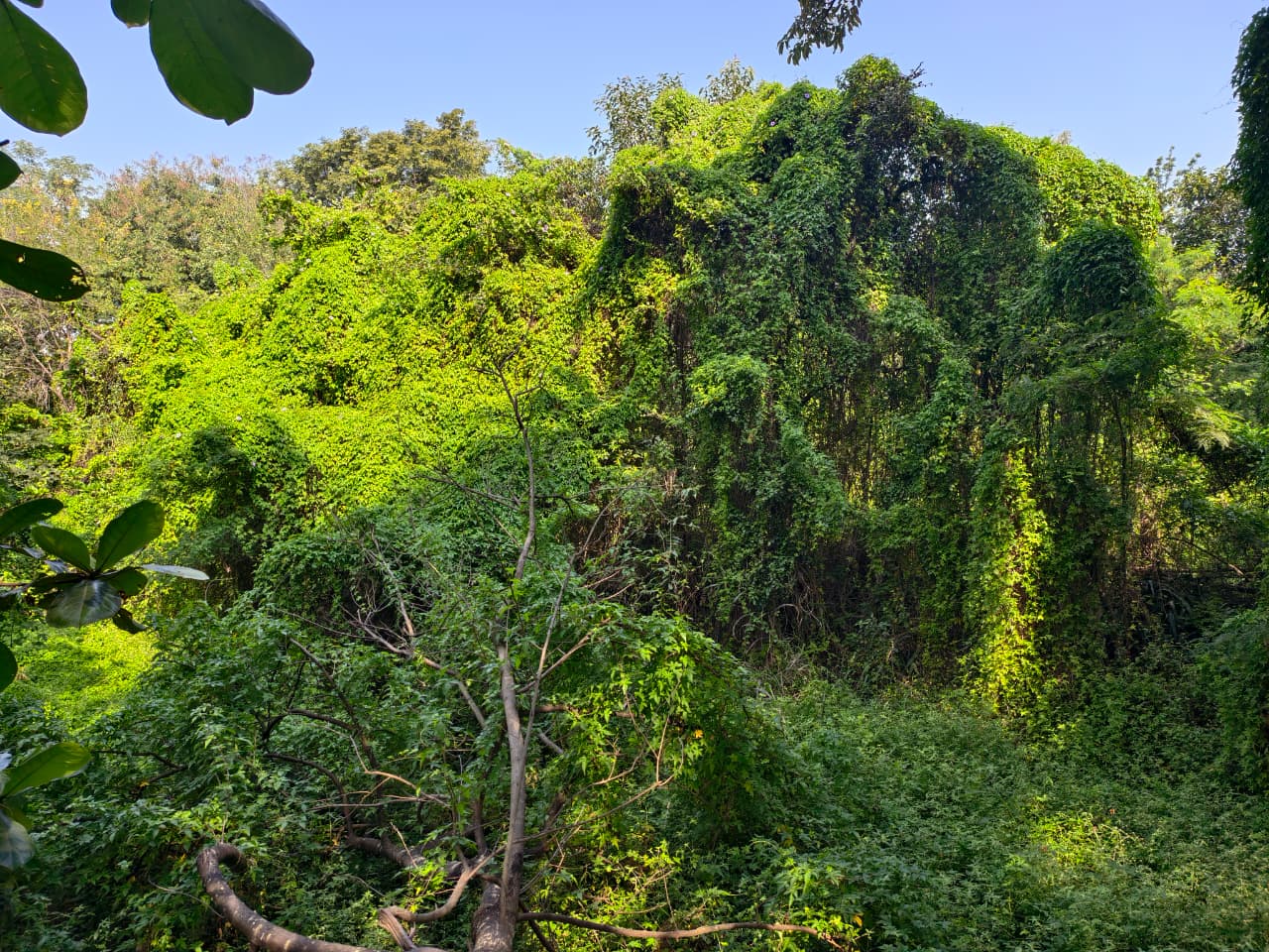 The Magical World Of Deciduous Forests