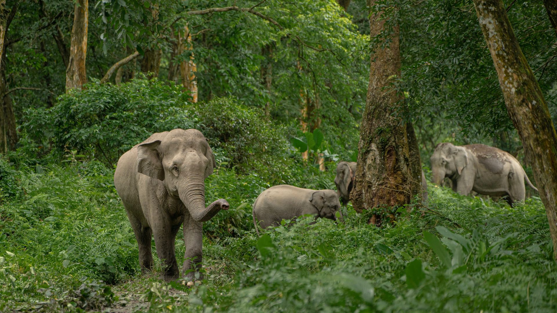 Elephants Under Pressure: India’s First DNA Count Sounds An Urgent Call