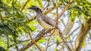 Things You Didn’t Know About: Indian Grey Hornbill
